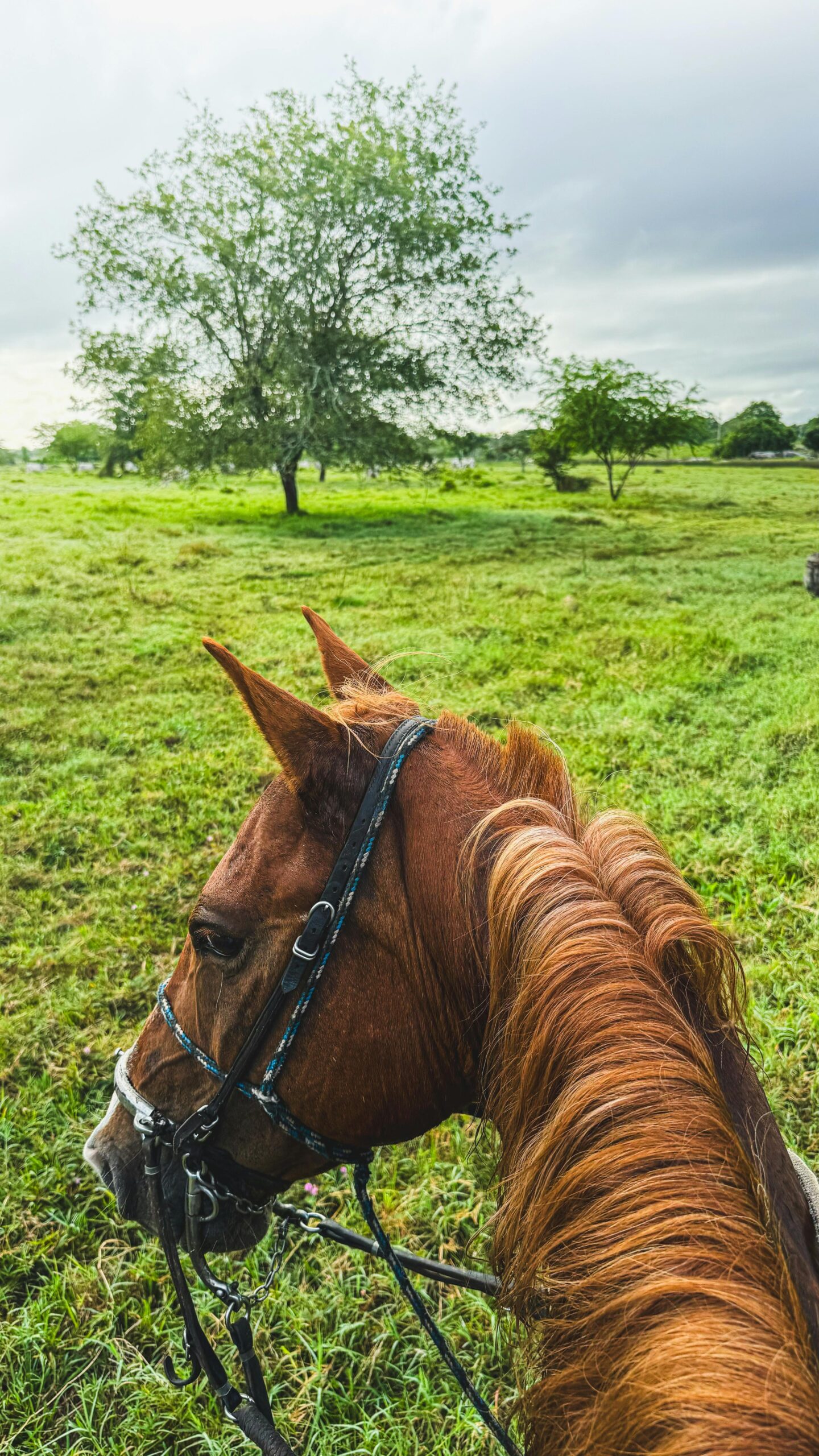 pexels-japy-20665422